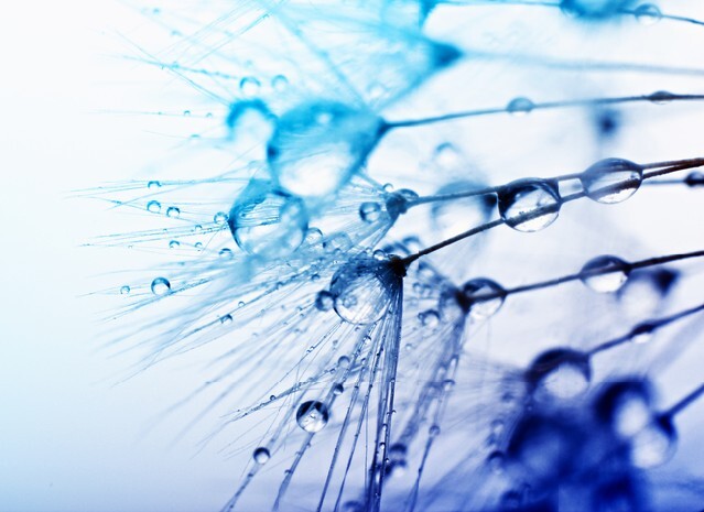 photo of plant seeds